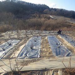 ローズ畑では破れてしまった防草シートの張り替え作業をしています