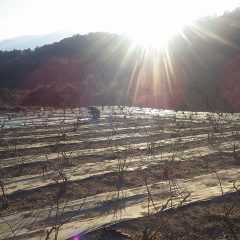 日が傾くまで作業は続いています
