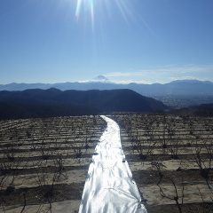 冷凍庫の中の様にキンキンに冷えた空気に包まれたローズ畑