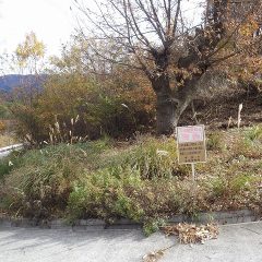 農場入り口の雑草がまた伸びて来たので今年最後の草刈りをしました