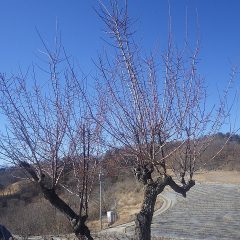 伸び放題になっている梅の枝
