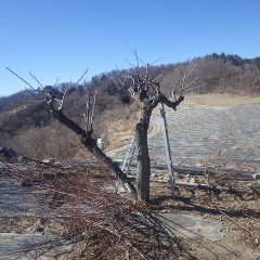 徒長枝、込み合った枝を切り落としました