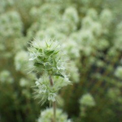 綿帽子のようなタイム・マストキナの花