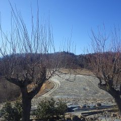 梅の蕾は30cm以下の短果枝にしかできない特徴があるので基本的に長い徒長枝はいりません