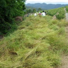 雨が降る前に急いで2番花の摘み取りが始まりました