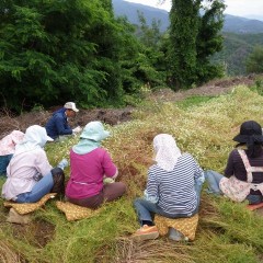 一輪、一輪を丁寧に摘み取るのは根気のいる作業です