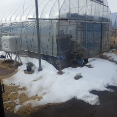 事務局前のビニールハウスの周りに少し雪が残っている程度です