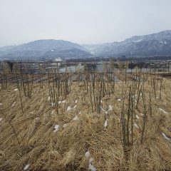 事務局前のローズ畑の雪はすっかり溶けています