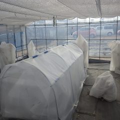 ビニールハウスの中に作ったトンネル