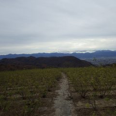 農場は凍て付く様な寒さに包まれ、富士山も冷たそうに聳えています