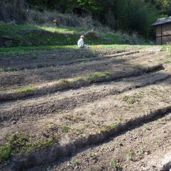 ヨモギ畑の除草作業