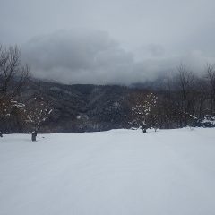 カモマイル・ジャーマン畑も雪に深く埋まってしまいました