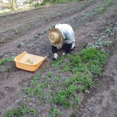 一日除草作業に追われています