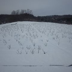 ローズ畑全体がすっかり雪に埋まっていました