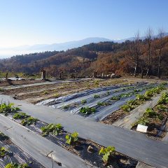 ブラックマロウ畑にも万遍なく太陽の光が当たっています