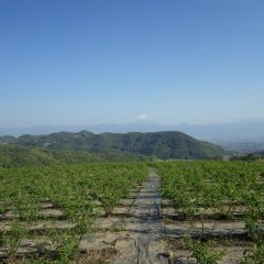 農場のローズ畑は緑の葉で覆われています