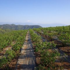 除草作業に明け暮れて日が傾いて一日が終わります