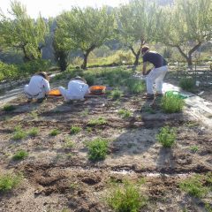 カモマイル・ジャーマン畑も除草作業中