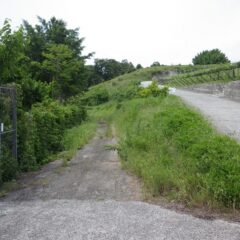 ラベンダー畑に続く農道は草だらけになっています