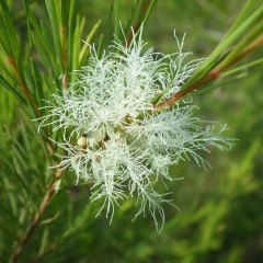 芒種（穀物などの種を蒔く時期）