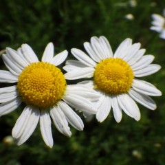 大きく立派なカモマイル・ローマンの花