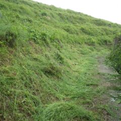 草が張り出している場所は2段階で草刈りをします