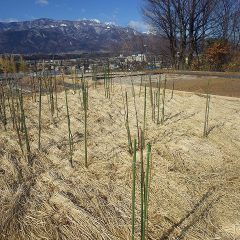約半分の更新と誘引が終了