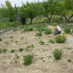 カモマイル・ジャーマン畑の除草作業