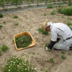 暖かくなり雑草の勢いも旺盛になって来ました