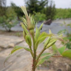 農場のローズも蕾が立ち上がって来ました