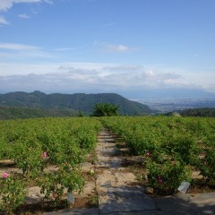 梅雨の合間に現れた久し振りの青空です