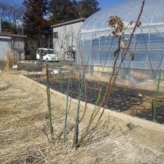 古い枝と新しい枝の更新をします