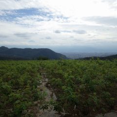 今日も雲の多い農場の空ですが恥ずかしがり屋の富士山が頭の先だけ出していました