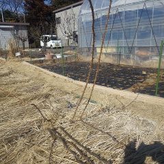 若くて元気な枝を残しました
