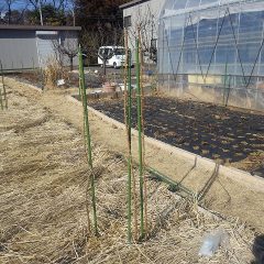 支柱を立てて枝を誘引して完了