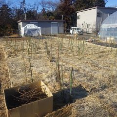 事務局前のローズの枝の更新と誘引が完了しました