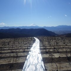 農場の雪はすっかりなくなりました
