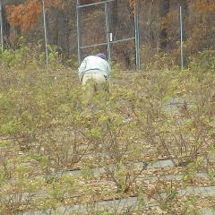 清掃作業が終わると剪定作業が始まります