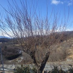残りの梅の枝切りをしました