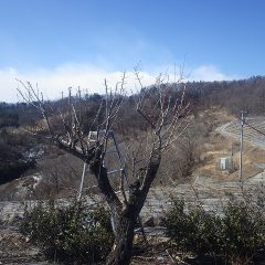 余分な枝、徒長枝を切り落としました