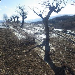 積雪で出来なかった切り落とした枝の片付け作業