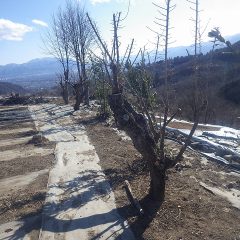 枝を片付けて綺麗にしました