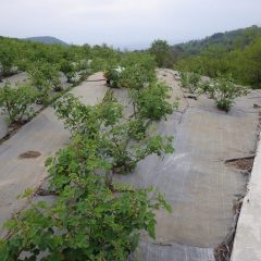 ローズ畑の除草作業