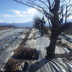 枝の片付け作業終了