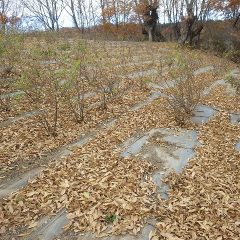 落ち葉で埋もれているローズ畑