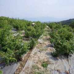 梅雨の時期は雑草の勢いも旺盛です