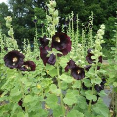 ブラックマロウは毎日沢山の花を咲かせています