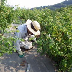 蒸し暑いサウナ状態の中での辛く厳しい作業です