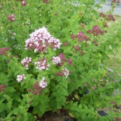 オレガノの花が咲き始めました