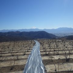 今日は風が無いので日差しが暖かく感じます
